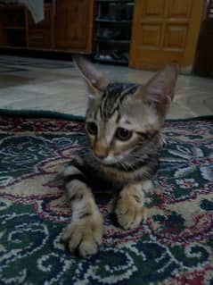 Two Bangal kitten