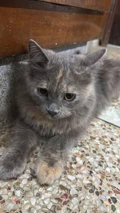 cat for sale
