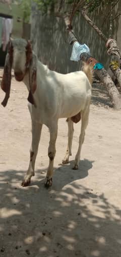 Bakra