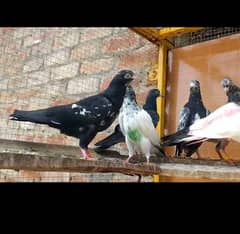baby pigeons
