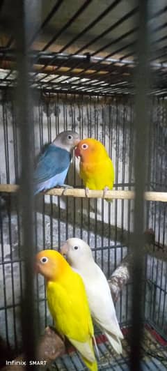 Love Birds