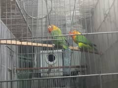 Love birds |reason able price |adult pair