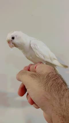 Hann Tame Birds