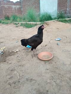 aseel pari for sale