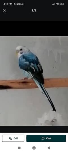 black wing male  hai our ek pite ka male hai