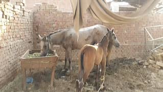 گھوڑی خوبصورت جوان عمر 4 اور 5 ساتھ لگ رہی ہے ساتھ خوبصورت بھچرارہ