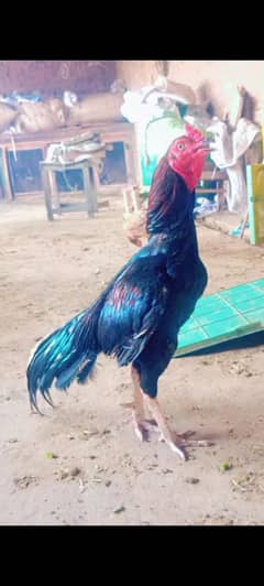aseel