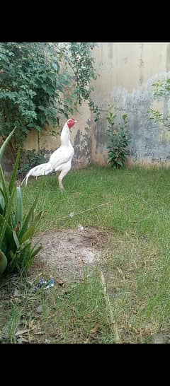 Heera Aseel trio