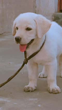 Labrador