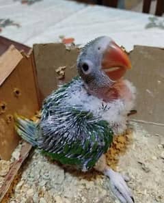 Kashmiri Raw Chick For Sale