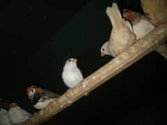 Mutation finches
