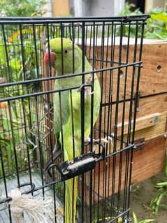 Raw Parrot Breeder Pair