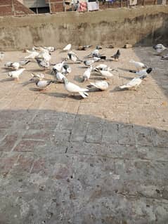 rampuri