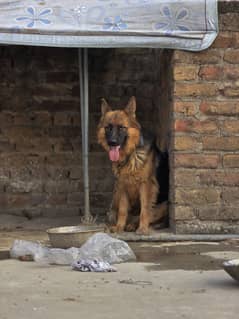 German shepherd female for urgent sale