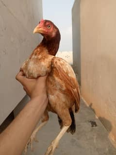 Aseel mianwali murghiii for sale