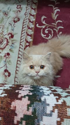 tripple coated persian cat
