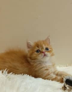 persian /triple coat/ punch face/ female kitten