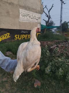 aseel pure white  heera kruck hen for sell