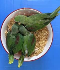 Kashmiri Raw Chicks For Sale