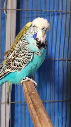 exibitions and raunbows budgies