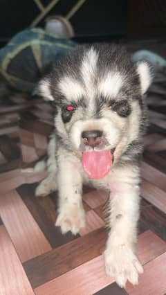 White Husky puppies Blue Eye And Black/white