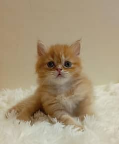 persian /triple coat/ punch face/ female kitten
