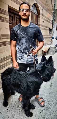 black German shepherd Long coat