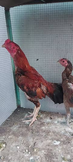 Japani Burmi