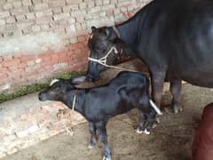 Buffalo /Neeli Ravi Bhains. /Cow
