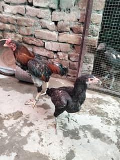 Pakistani Aseel Male and Thai Female Aseel