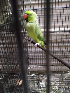 Ring neck male