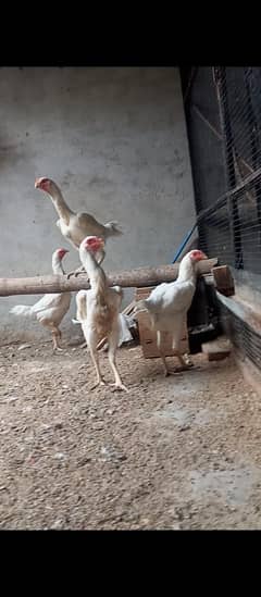 4 shamoo white breeder females
