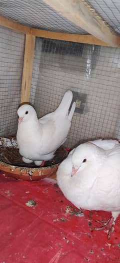 King top quality Breedar Pair
