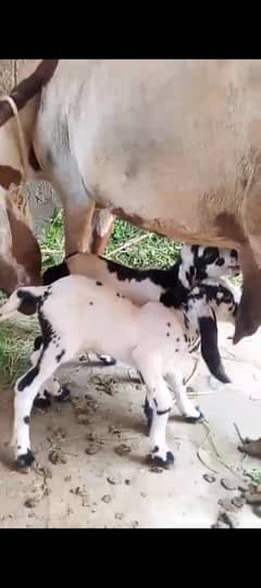 Bakri 2 kids  available for sale