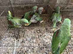 Kashmiri Raw Chicks For Sale