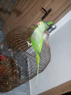 Raw Talking parrot & Hand Tame
