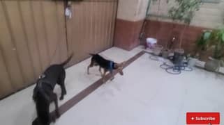 dog for adoption  and visit my youtube channel  and subscribe