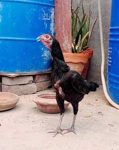 THAI BREEDER FEMALE READY TO KORAK