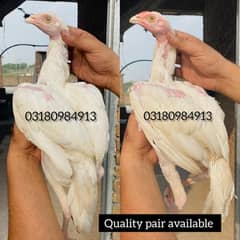 white Heera aseel chicks pair