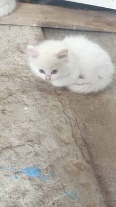 Persian cat