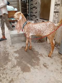 makhi cheeni breed