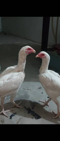 aseel hera
