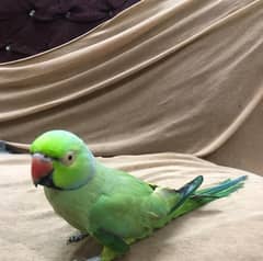 green parrot ringneck