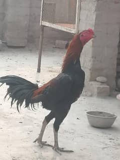 ateead456688@gmail. com