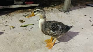 Fancy Duck Pair , 2 Ducks, Beautiful Healthy , Fancy & Attractive