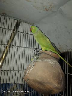 parrot