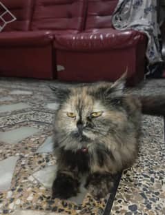 Persian cat full trained