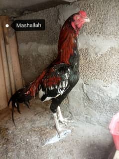 aseel Mianwali Murga