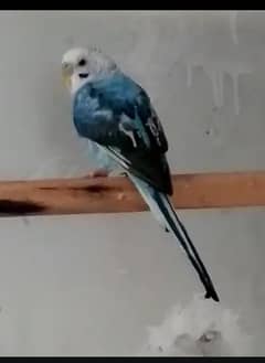 blue opline ka black wing male  available responsible price