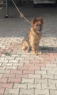 German shepherd long coat female